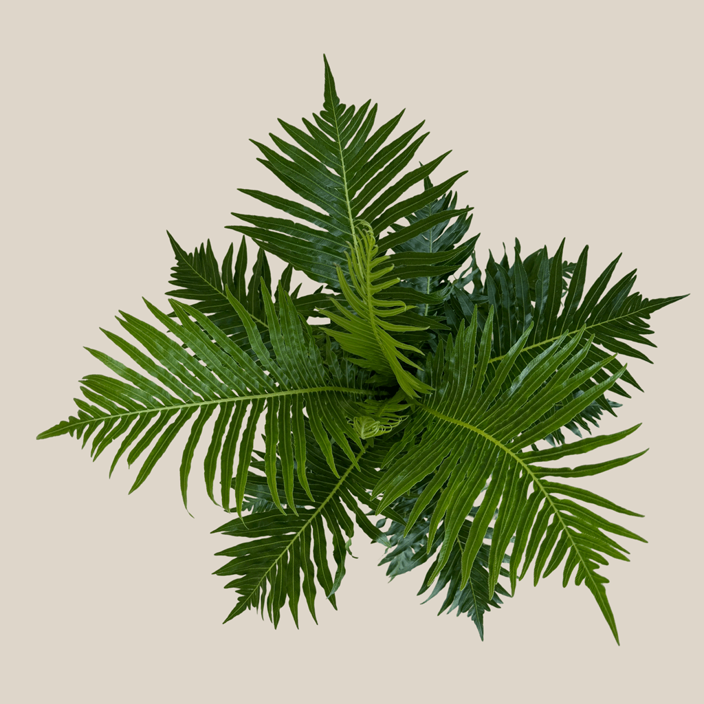 Silver Lady Tree Fern (Blechnum Gibbum 'Silver Lady') - 6 Inch Indoor Houseplant - Image 4