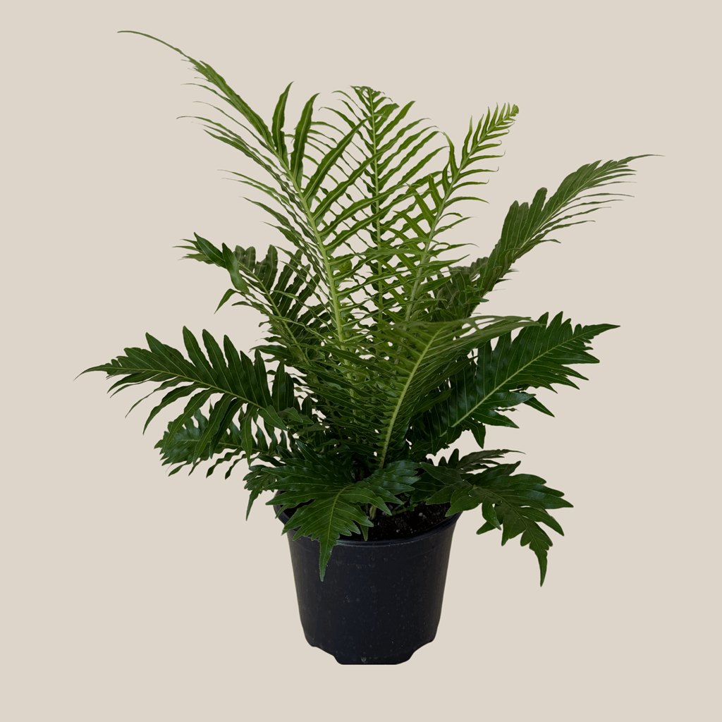 Silver Lady Tree Fern (Blechnum Gibbum 'Silver Lady') - 6 Inch Indoor Houseplant