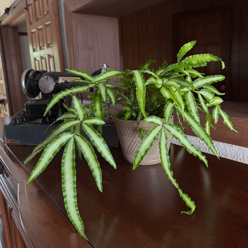 Silver Ribbon Fern (Pteris Cretica 'Albolineata') - 6 Inch Indoor Houseplant - Image 3
