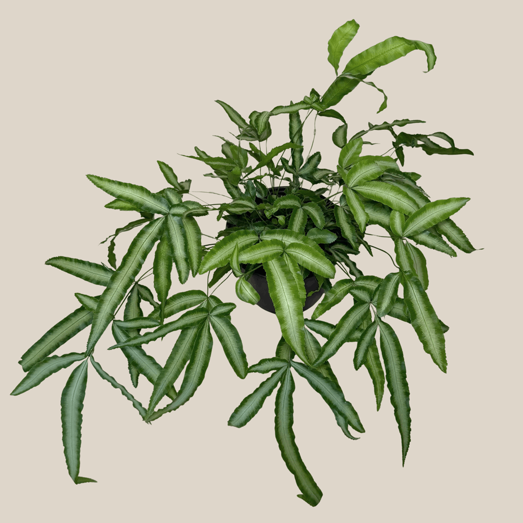 Silver Ribbon Fern (Pteris Cretica 'Albolineata') - 6 Inch Indoor Houseplant - Image 4