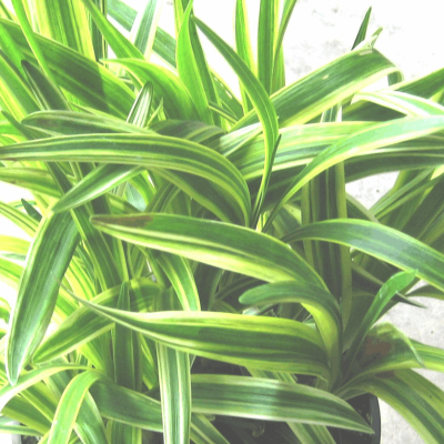 Silvery Sunproof Lily Turf (Liriope muscari 'Silvery Sunproof') - 1 gallon