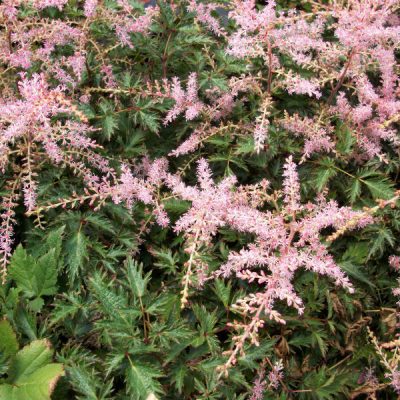 Sim. Sprite Astilbe (Astilbe simplicifolia 'Sprite') - 1 gallon
