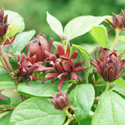 Simply Scentsational® Sweetshrub (Calycanthus simply 'Scentsational') - 3 gallon 15"