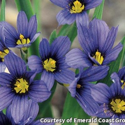 Sisyrinchium 'Moody Blues'