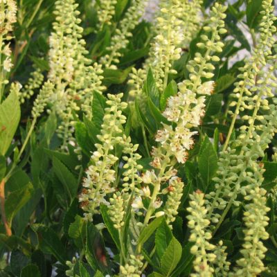 Sixteen Candles Dwarf Summersweet (Clethra alnifolia 'Sixteen Candles') - 3 gallon 15"