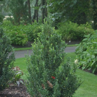 Sky Box™ Japanese Holly (Ilex crenata 'Sky Box') - QT