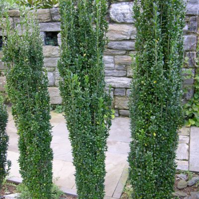 Sky Pencil Holly (Ilex crenata 'Sky Pencil') - 1 gallon
