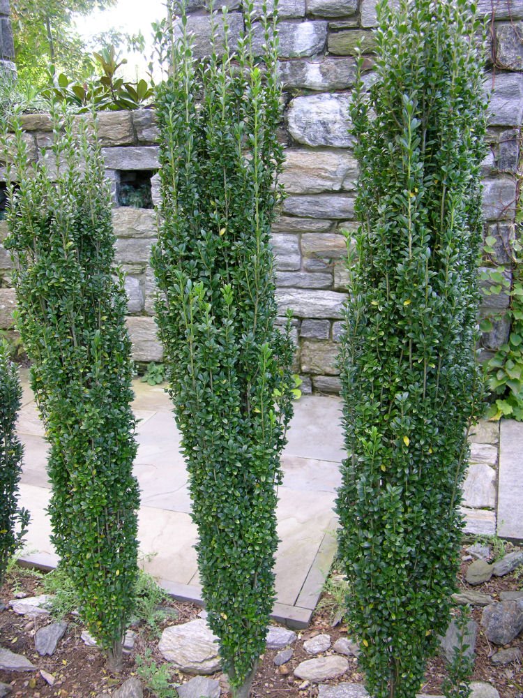 Sky Pencil Holly (Ilex crenata 'Sky Pencil') - 3 gallon 30"