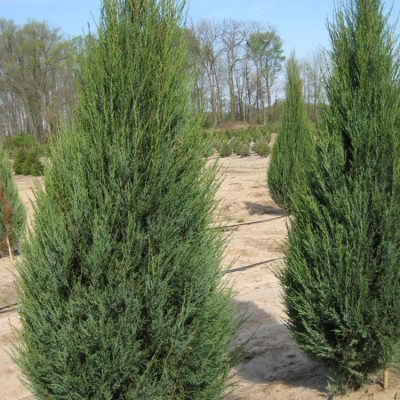 Skyrocket Juniper (Juniperus scopulorum 'Skyrocket') - 1 gallon 8"