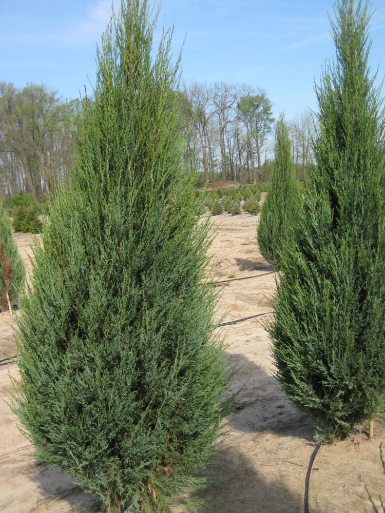 Skyrocket Juniper (Juniperus scopulorum 'Skyrocket') - 1 gallon 8"