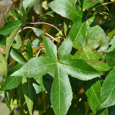 Slender Silhouette Columnar Sweetgum (Liquidambar styraciflua 'Slender Silhouette') - 3 gallon TREE