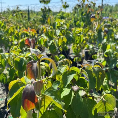 Smokeshow™ Kousa Dogwood (Cornus kousa 'HGFI65jd' SMOKESHOW) - 2 gallon 3' TREE