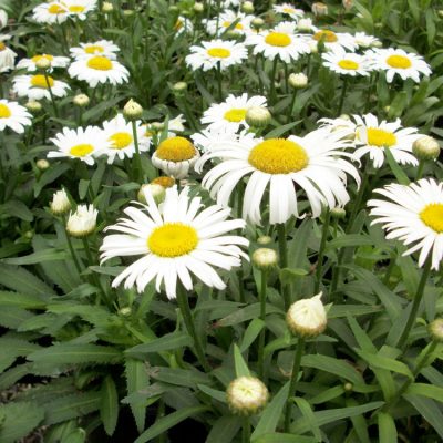 Snow Lady Shasta Daisy (Leucanthemum x superbum 'Snow Lady') - 1 gallon