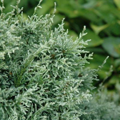 ‘Snow’ Sawara Cypress (Chamaecyparis pisifera ‘Snow’) - QT