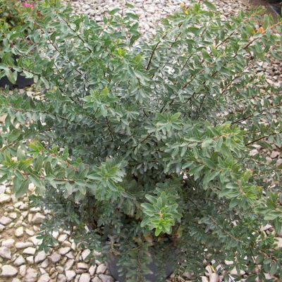 Snowmound Spiraea (Spiraea nipponica 'Snowmound') - 3 gallon 15"