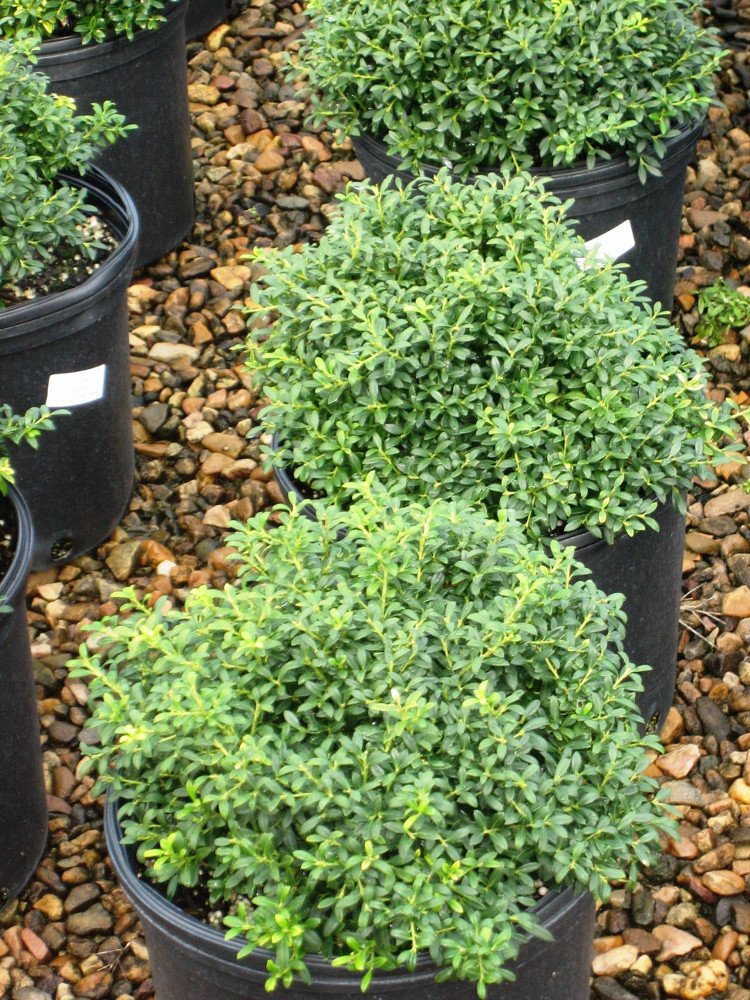 Soft Touch Japanese Holly (Ilex crenata 'Soft Touch') - 1 gallon