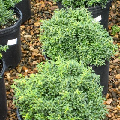 Soft Touch Japanese Holly (Ilex crenata 'Soft Touch') - QT