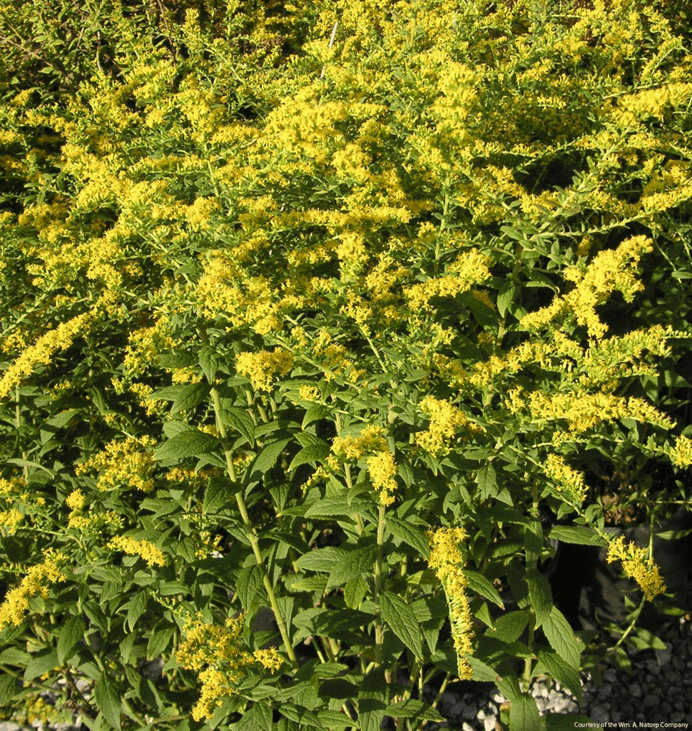 Solidago r. 'Fireworks'