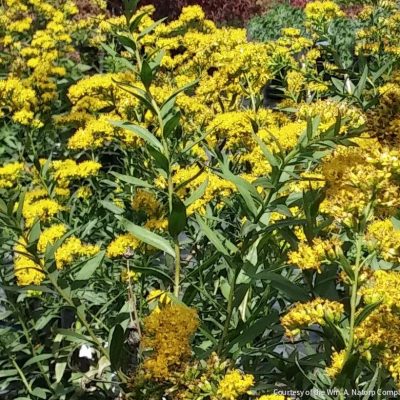 Solidago s. 'Solar Cascade'
