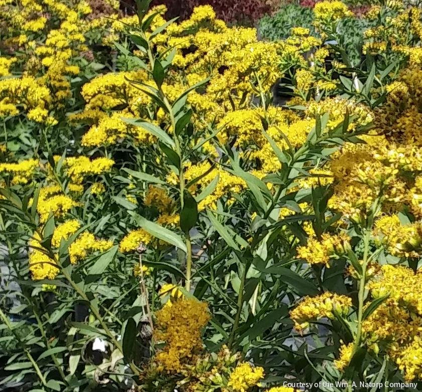 Solidago s. 'Solar Cascade'