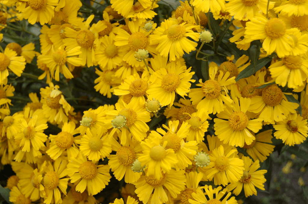 Sombrero Sneeze Weed (Helenium 'Mariachi Sombrero') - 1 gallon