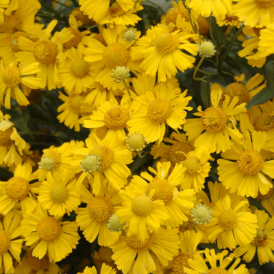Sombrero Sneeze Weed (Helenium 'Mariachi Sombrero') - 1 gallon