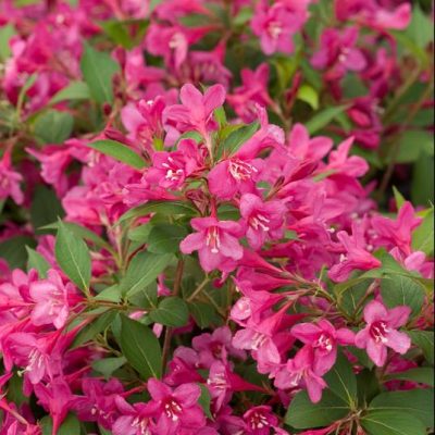 Sonic Bloom® Pink Weigela (Weigela sonic 'Bloom Pink') - 3 gallon 15"
