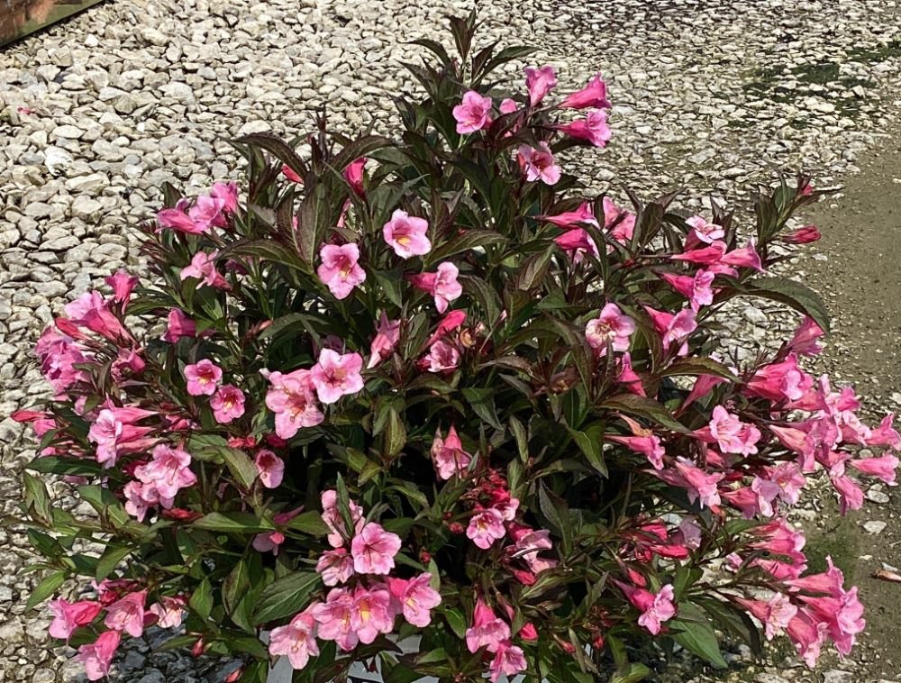 Sonic Bloom® Wine Weigela (Weigela sonic 'Bloom Wine') - 1 gallon