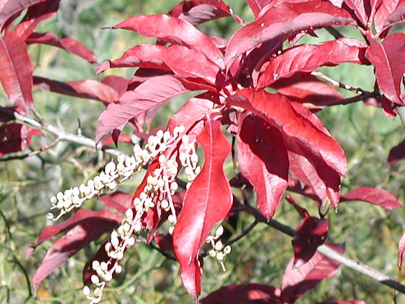 Sourwood (Oxydendrum arboreum) - 3 gallon