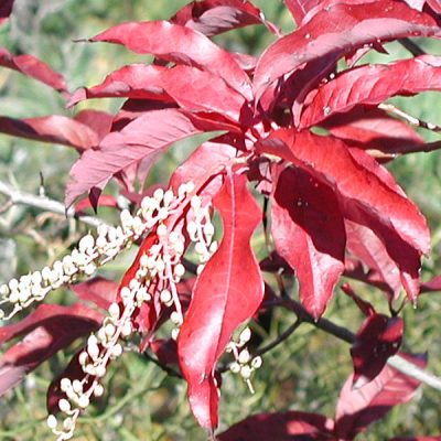 Sourwood (Oxydendrum arboreum) - 3 gallon