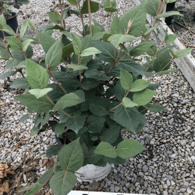 Spice Girl® Korean Spice Viburnum (Viburnum carlesii 'Spice Girl') - 3 gallon 18"