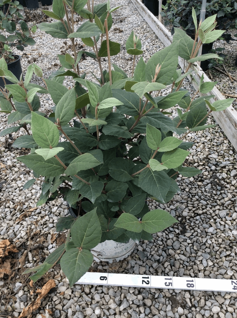 Spice Girl® Korean Spice Viburnum (Viburnum carlesii 'Spice Girl') - QT