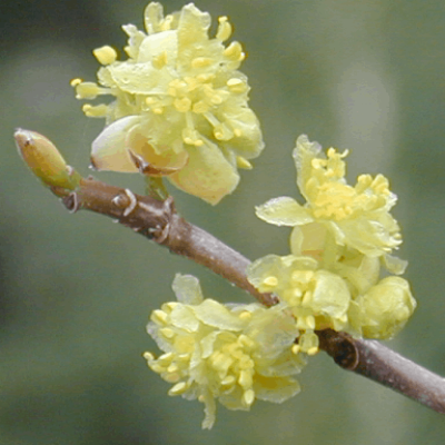 Spicebush (Lindera benzoin) - 3 gallon 18"