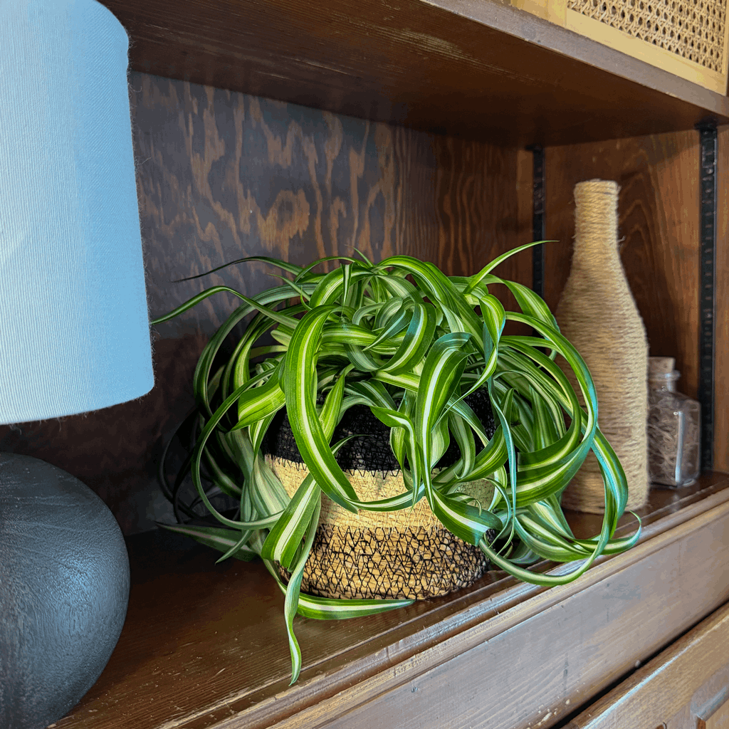 Spider Curly (Chlorophytum Comosum 'Bonnie') - 6 Inch Indoor Houseplant - Image 2