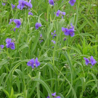 Spiderwort (Tradescantia ohiensis) - 1 gallon
