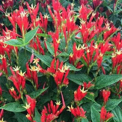 Spigelia Ragin Cajun Indian Pink (Spigelia ragin 'Cajun') - 1 gallon