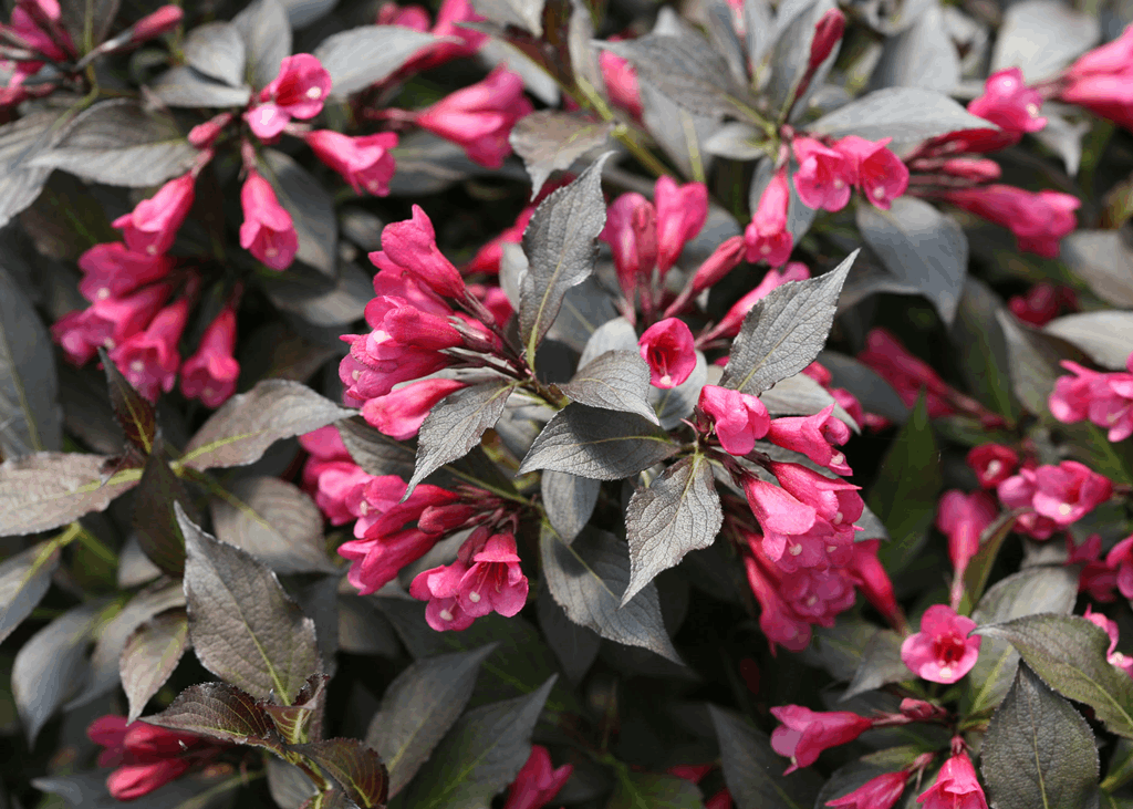 Spilled Wine® Weigela (Weigela spilled 'Bokraspiwi') - 1 gallon