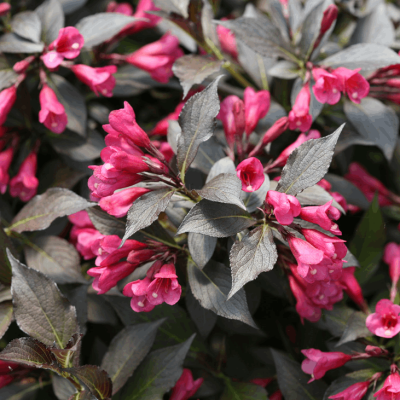 Spilled Wine® Weigela (Weigela spilled 'Bokraspiwi') - 1 gallon