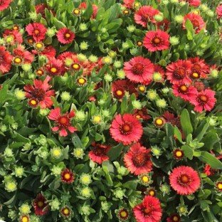 Spintop Red Blanket Flower (Gaillardia spintop 'Red') - QT - Image 2