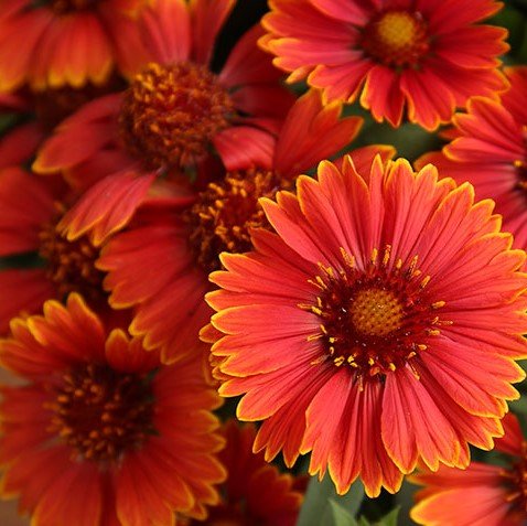 Spintop Yellow Touch Blanket Flower (Gaillardia spintop 'Yellow Touch') - QT