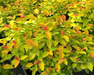 Spiraea j. Double Play® Candy Corn® - Image 2