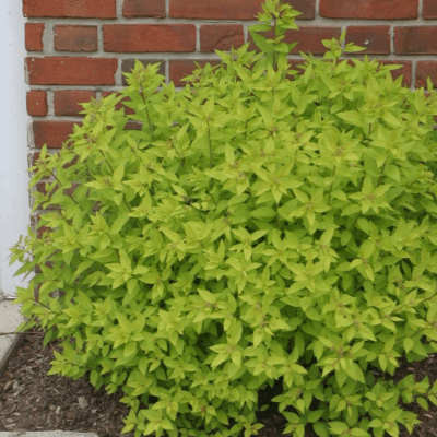 Spiraea j. 'Gold Mound' ('Goldmound')
