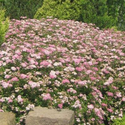 Spiraea j. 'Little Princess'