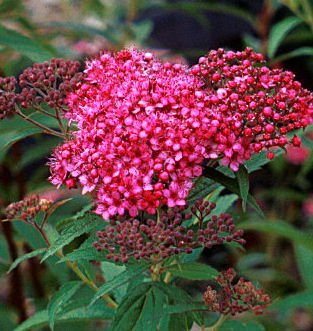 Spiraea j. 'Neon Flash' - Image 2