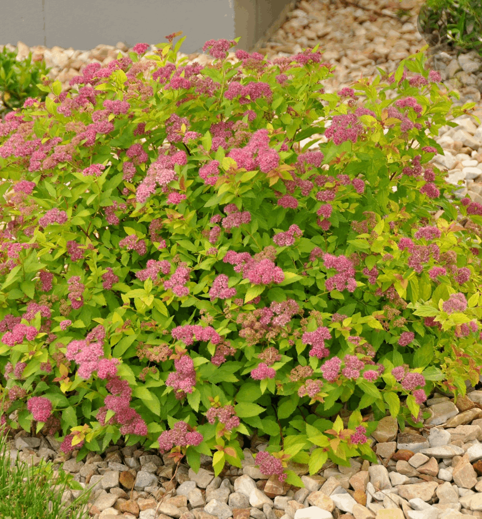Spiraea x b. 'Magic Carpet' - Image 2