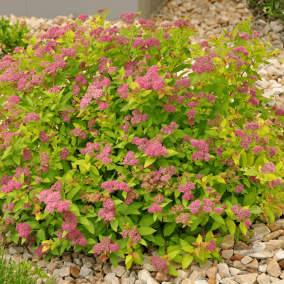 Spiraea x b. 'Magic Carpet'