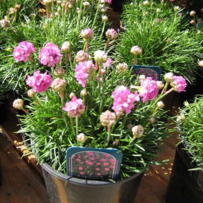Splendens Sea Thrift (Armeria maritima 'Splendens') - 1 gallon