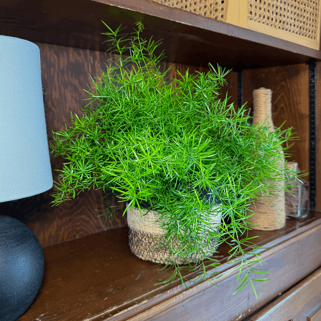 Sprenger's Asparagus Fern (Asparagus Sprengerii) - 6 Inch Indoor Houseplant - Image 2