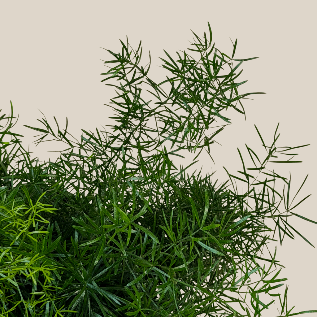 Sprenger's Asparagus Fern (Asparagus Sprengerii) - 6 Inch Indoor Houseplant - Image 4