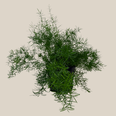 Sprenger's Asparagus Fern (Asparagus Sprengerii) - 6 Inch Indoor Houseplant